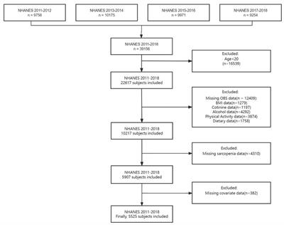 Association of the oxidative balance score with sarcopenia among young and middle-aged adults: findings from NHANES 2011–2018